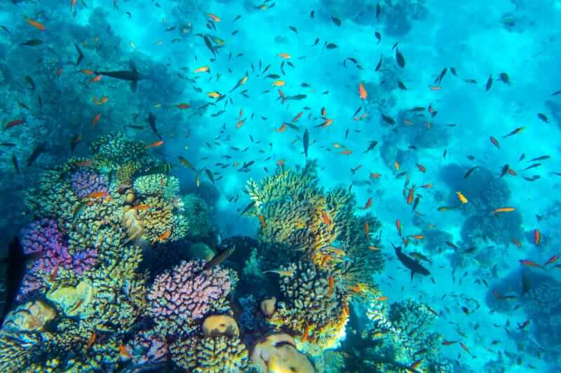06.sharm-el-sheikh-cosa-vedere-parco-ras-mohammed