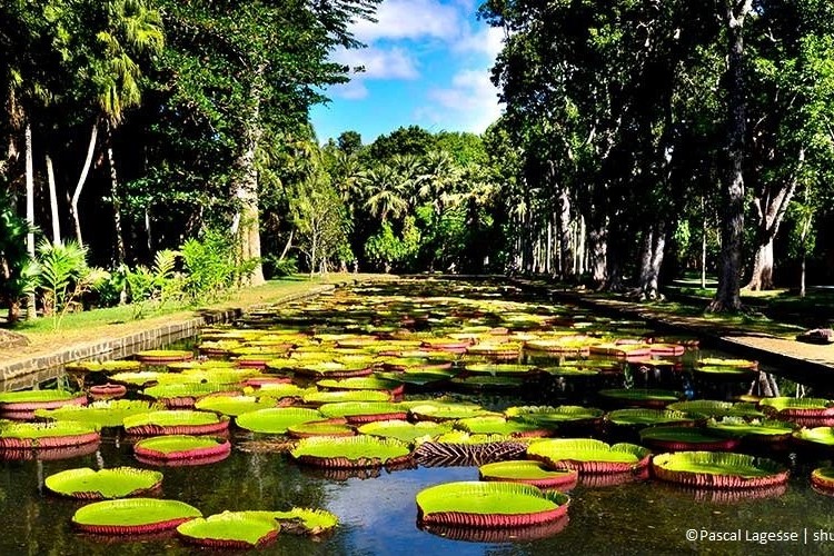 mauritius-dal-giardino-di-pamplemousses-a-port-louis-12