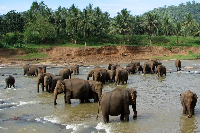 sri lanka 3